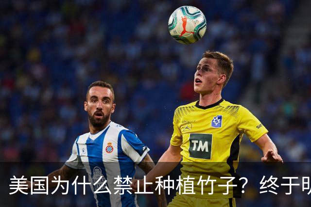 美国为什么禁止种植竹子？终于明白，原来竹子比我们想象的更可怕